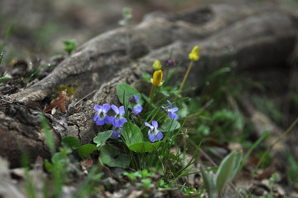 Фотографія Макро / Алла Лисовая / photographers.ua