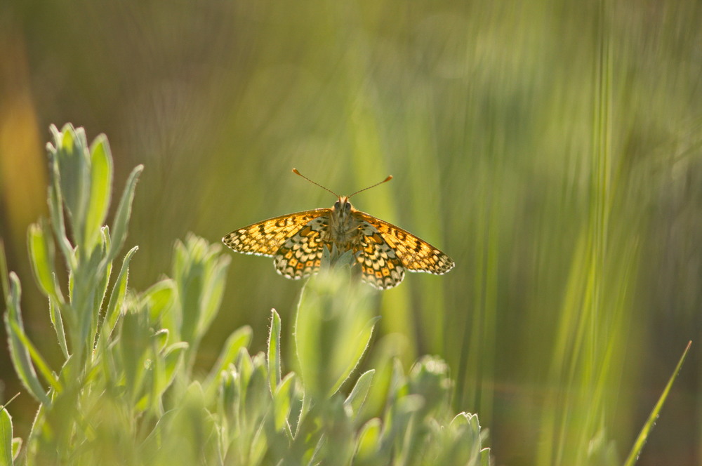 Фотографія Макро / Алла Лисовая / photographers.ua