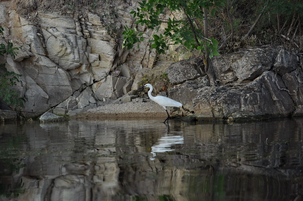 Фотографія Малая белая цапля / Алла Лисовая / photographers.ua