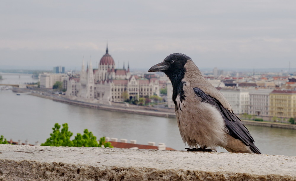 Фотографія Вороний портрет на фоне Будапешта / Алла Лисовая / photographers.ua