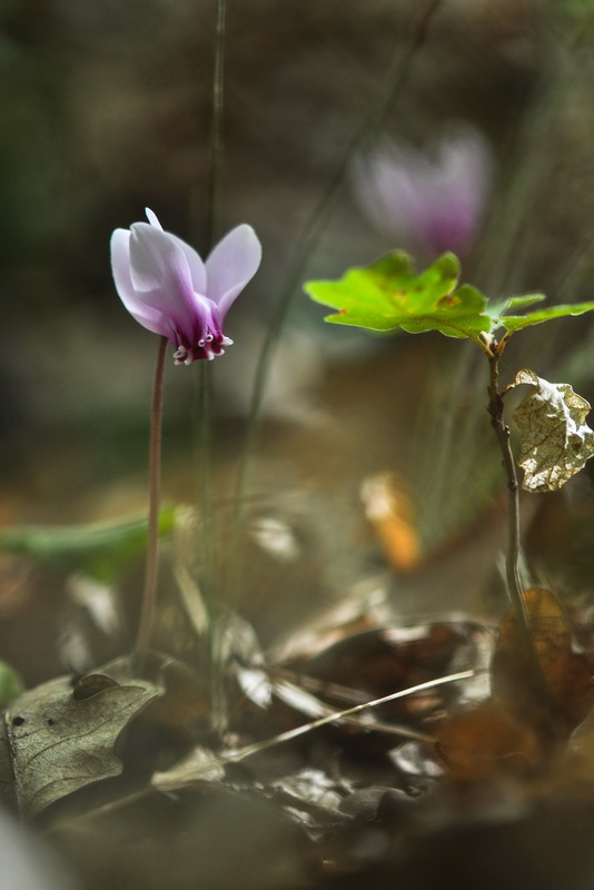 Фотографія Цикламен в осеннем лесу / Алла Лисовая / photographers.ua