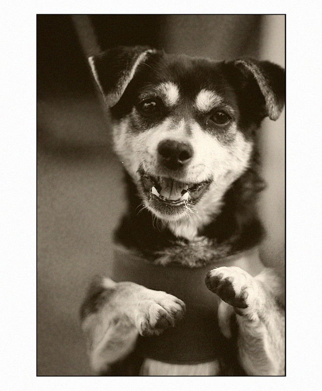 Фотографія Собака- найкращий друг людини! / Юрій / photographers.ua