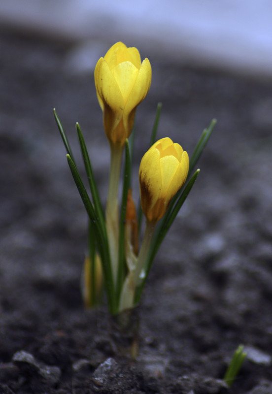 Фотографія Весняні квіти / Serge / photographers.ua
