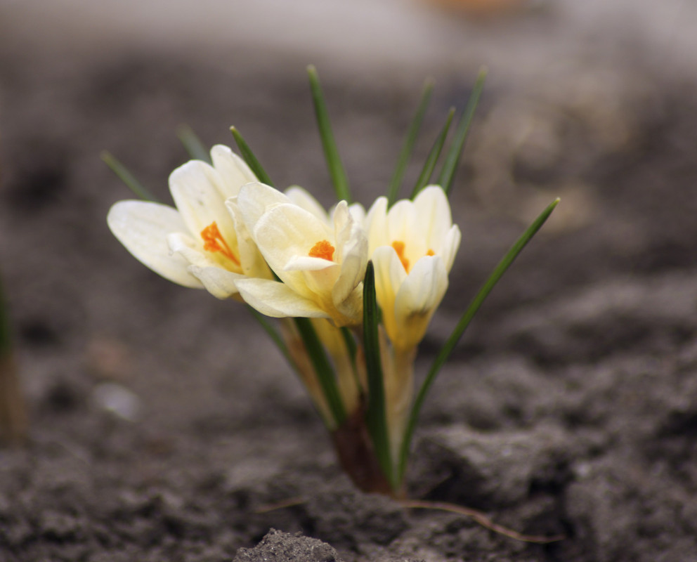 Фотографія Весняні квіти 2 / Serge / photographers.ua
