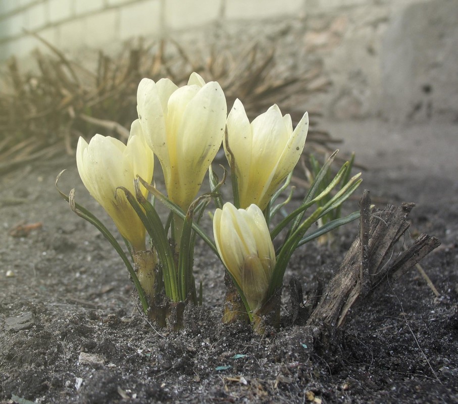 Фотографія Весняні квіти / Serge / photographers.ua