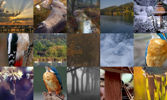 Картина дня