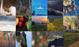 Картина дня