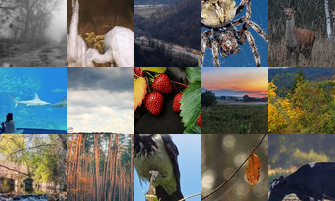 Картина дня