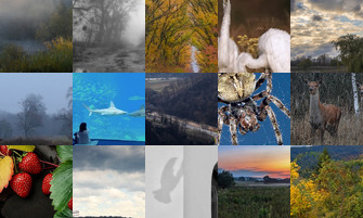 Картина дня