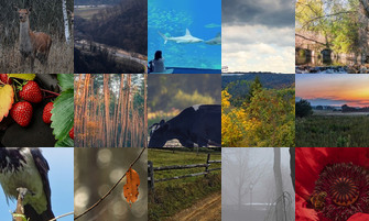 Картина дня