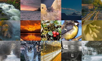 Картина дня