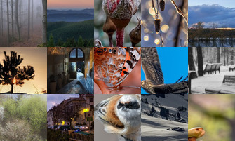 Картина дня