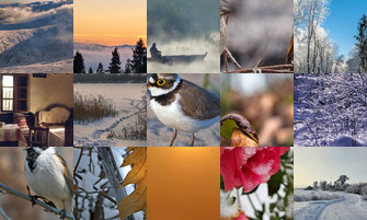 Картина дня