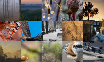 Картина дня