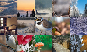 Картина дня