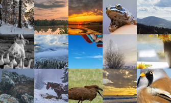 Картина дня