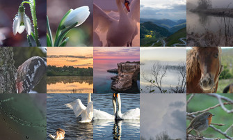 Картина дня