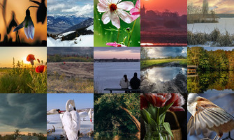 Картина дня