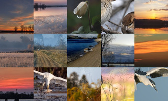 Картина дня