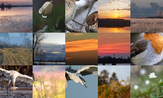 Картина дня