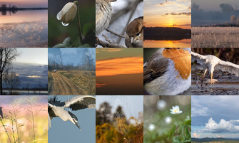 Картина дня