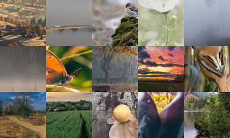 Картина дня