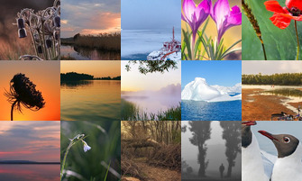 Картина дня