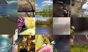 Картина дня